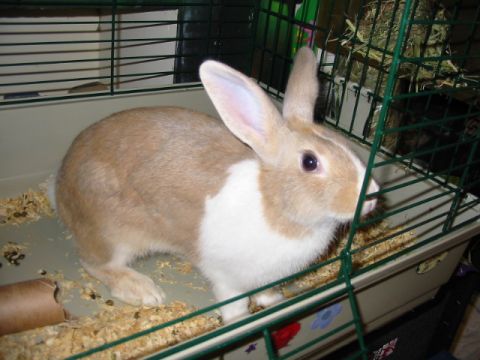 1997 Ford Crown Victoria - A tan and white rabbit is inside a green wire cage with bedding and hay.