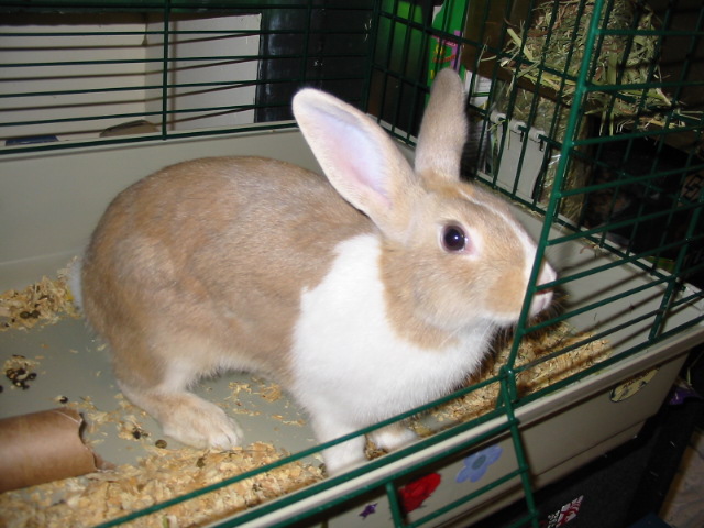 Rabbit in a cage with wood shavings and hay