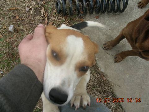 1991 Ford F-150 - Macy, the beagle that I got for my ex-girlfriend..Atleast a dog is all I got stuck with