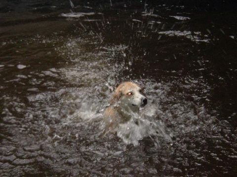 1991 Ford Bronco - A dog swims through dark water, creating many splashes.