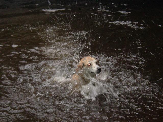 dog splashing in dark water at night