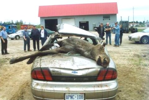 1984 Ford Bronco - A moose lies on the trunk of a severely damaged car, with a group of people gathered around.