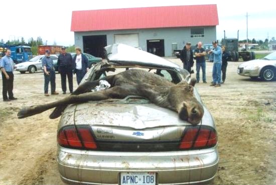 Moose carcass on a damaged car's trunk, rear view. License plate APNC-108