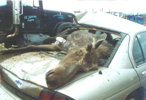 1984 Ford Bronco - A moose has been placed inside a severely damaged car, with a logging truck in the background.