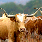 1993 Ford Bronco - Longhorn cattle with impressive horns stand in a field of dry grass.