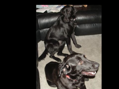 1988 Ford Bronco - Two black labrador dogs are relaxing indoors on a carpeted floor next to a couch.