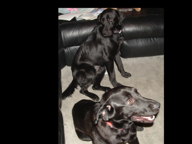 two black labs sitting on carpet near a black leather couch