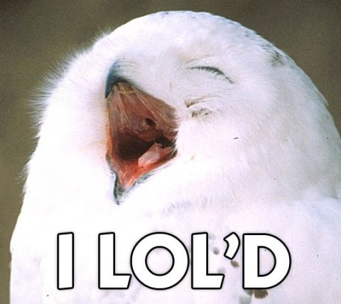 1992 Ford Probe - A snowy owl is captured mid-yawn, with the text 'I LOL'D' superimposed on the image.