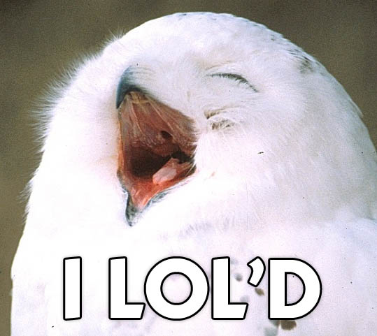 Snowy owl yawning with text 'I LOL'D'