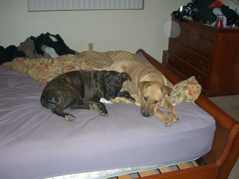 1996 Ford Probe - Two dogs are relaxing on a bed, with clothes piled on the headboard and a dresser in the background.