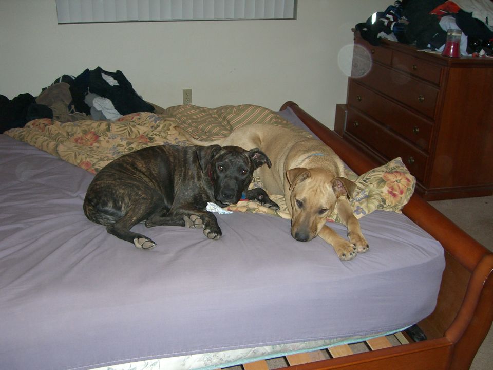 Two dogs, one brindle and one tan, resting on a bed with scattered clothes in the background