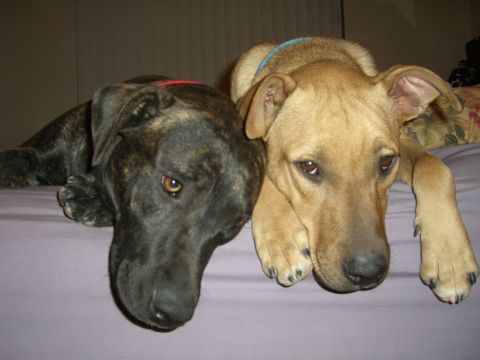 1996 Ford Probe - Two dogs are resting together on a bed, with one dog's head resting on the other's back.