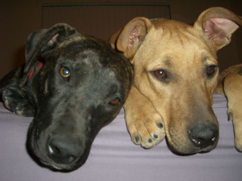 1996 Ford Probe - Two dogs are resting their heads on a purple surface.