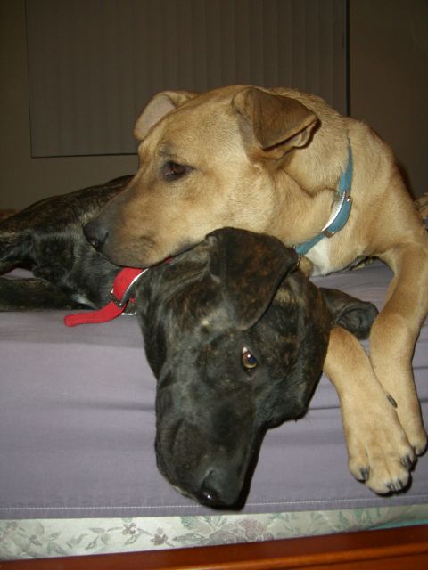 1996 Ford Probe - A light brown dog rests its head on a brindle dog as they lie together on a bed.