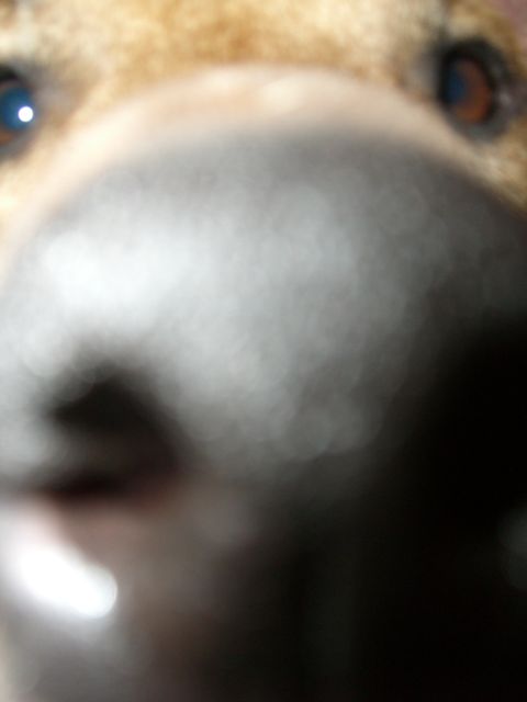 1996 Ford Probe - This is a very blurry photo of what appears to be a stuffed animal's face.