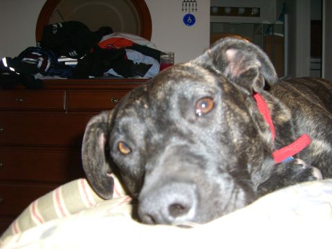 1996 Ford Probe - A brindle dog rests on a bed, with a dresser full of clothes behind it.