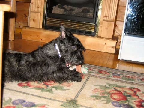 1985 Ford LTD Crown Victoria - A black scottish terrier dog enjoys a bone while resting on a rug near a fireplace.