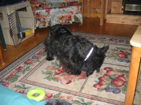 1985 Ford LTD Crown Victoria - A black dog wearing a reflective collar chews on a toy on a patterned rug, with a dog crate and furniture in the background.