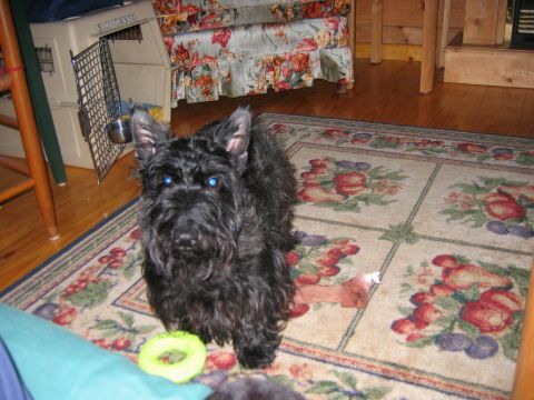 1985 Ford LTD Crown Victoria - A black Scottish terrier sits on a patterned rug next to a dog crate and floral-patterned furniture.