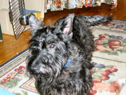 1985 Ford LTD Crown Victoria - A black Scottish Terrier dog with a blue collar rests on a floral rug indoors.