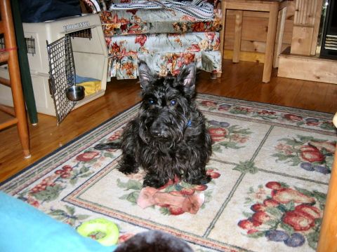 1985 Ford LTD Crown Victoria - A black Scottish Terrier sits on a rug in a room with a dog kennel and floral armchair.