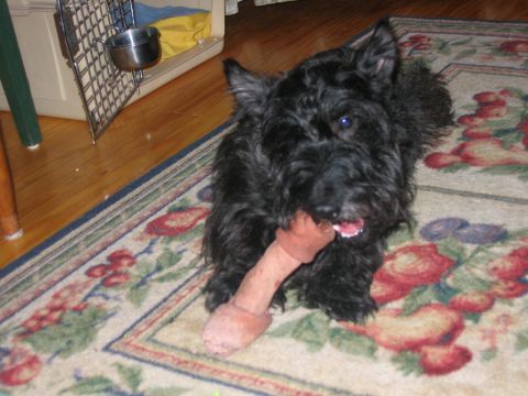 1985 Ford LTD Crown Victoria - A black Scottish Terrier dog is playing with a chew toy on a rug indoors.