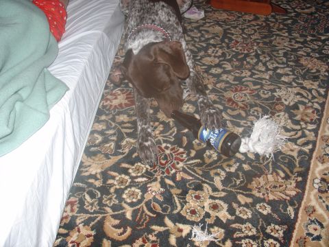 1993 Ford Probe - A German Shorthaired Pointer plays with a bottle on a rug next to a bed.