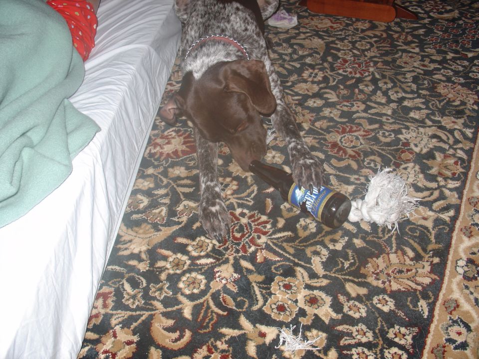 Dog chewing on a bottle on a patterned rug