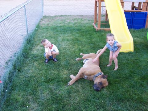 1981 Ford F-150 - A boy and girl interact with a large dog on a grassy lawn next to a playground slide.