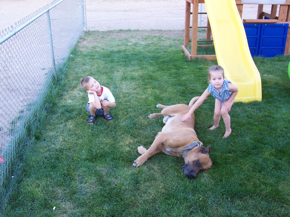 Children and dog in backyard with playground slide