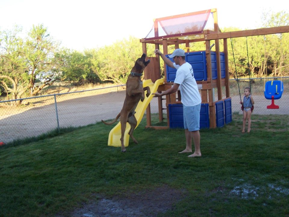 Man playing with a dog on a yellow slide next to a playset. A child is on a swing in the background