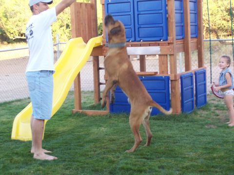 1981 Ford F-150 - A dog plays in a backyard with a man and a child near a playground structure.