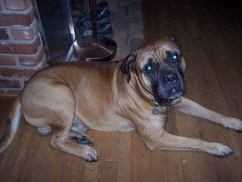 1988 Ford Bronco - A large mastiff dog with striking blue eyes rests on a wooden floor, with a brick wall and lamp in the background.