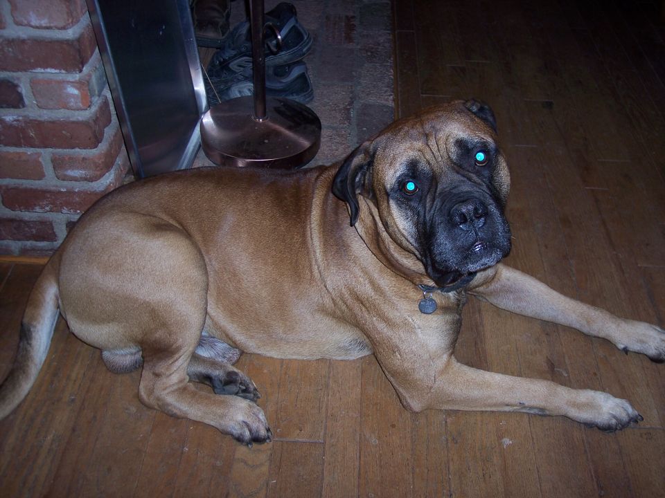 Mastiff dog with bright blue eyes lying on wooden floor