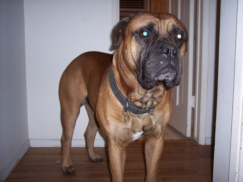 Big brown dog with a collar standing indoors