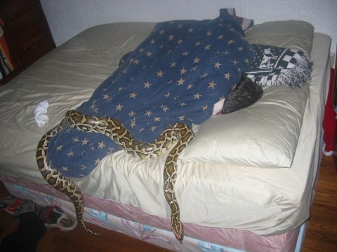 1989 Ford Bronco - A large python snake is coiled on a bed covered with a blue blanket white stars.
