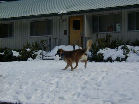 1994 Ford Explorer - A dog carries a snowball through the snow in front of a building marked with the number 2013.