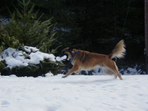 1994 Ford Explorer - Dog runs through snowy landscape carrying a snowball, with pine trees visible.