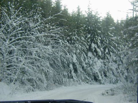 1994 Ford Explorer - A snow-covered road winds through a forest with snow-laden trees lining the sides.