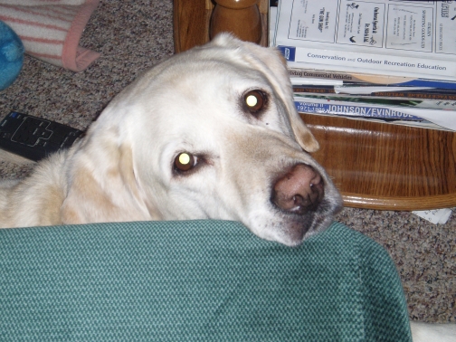 yellow lab resting its head on a green cushion, books and a remote control in the background