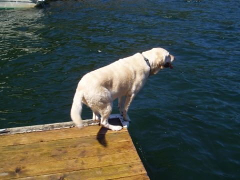 1985 Ford Bronco II - A dog stands on a dock, ready to jump into the water.