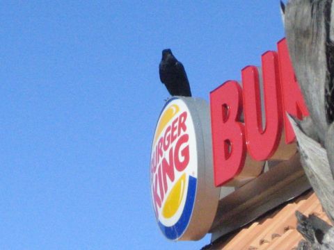 1990 Ford Bronco - A bird sits atop a Burger King sign, with part of the restaurant's name visible in red lettering.