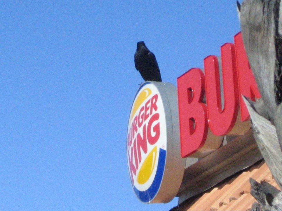 Black bird perched on a Burger King sign against a blue sky