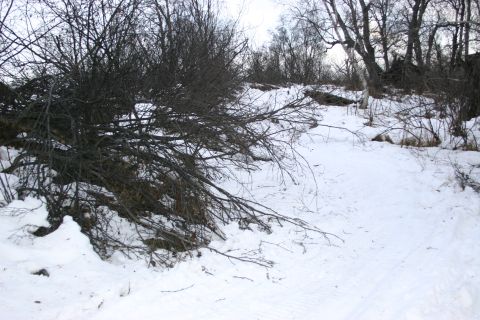 2003 Jeep TJ - Winter scene with snow-covered ground and tangled branches from fallen trees.