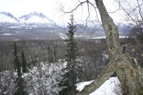2003 Jeep TJ - A vast winter landscape features snow-capped mountains in the distance, a dense forest, and a prominent tree branch in the foreground.