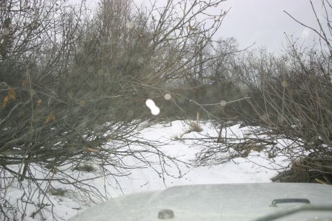 2003 Jeep TJ - Driving through a snowy, overgrown trail with limited visibility.