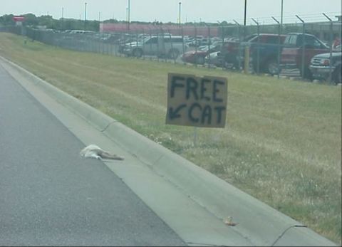 1978 Ford F-250 - A sign offers a free cat next to a deceased feline on the side of the road.