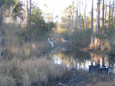 1995 Ford Bronco - A group of cows and a dog are gathered near a body of water in a forest clearing.