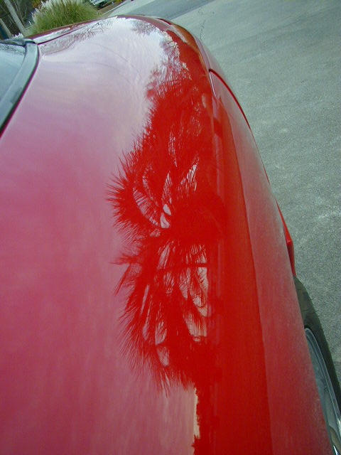1997 Ford Probe - Reflection of palm trees on the side of a red vehicle.