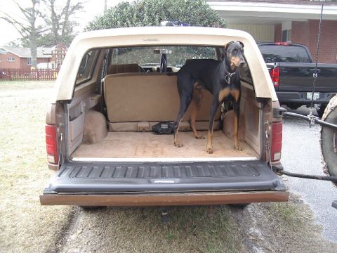 1985 Ford Bronco - Happy big goofy doberman